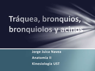 Jorge Juica Navea
Anatomía II
Kinesiología UST
 