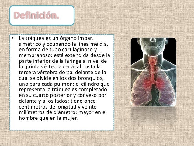 Tráquea, definicion,importanccia, anatomia,patologias