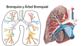 Bronquios y Árbol Bronquial
 