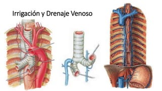 Irrigación y Drenaje Venoso
 