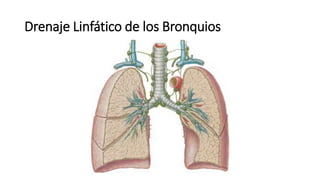 Drenaje Linfático de los Bronquios
 