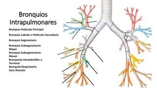 Bronquios
Intrapulmonares
Bronquio Pedicular Principal
Bronquio Lobular o Pedicular Secundario
Bronquio Segmentario
Bronquio Subsegmentario
Mayor
Bronquio Subsegmentario
Menor
Bronquiolo Intralobulillar o
Terminal
Bronquilo Respiratorio
Saco Alveolar
 