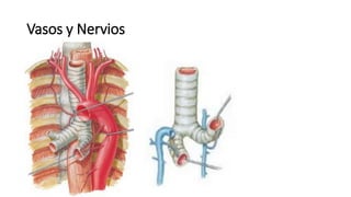 Vasos y Nervios
 