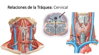 Relaciones de la Tráquea: Cervical
 