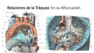 Relaciones de la Tráquea: En su Bifurcación
• Ángulo Esternal de Louis
• Demebocadura del Conducto Torácico
• Desembocadura de la Vena Ácigos en el
Ángulo Yúgulosubclavio de Pigoroff.
• Bifuración de la Tráquea
• Disco Intervertebral que separa T4-T5
• Base del Lóbulo Apical del Pulmón
Derecho
• Terminación del Cayado Aórtico.
• Origen del Nervio Laringeo Recurrente
Izquierdo.
• Ganglio de Wrisberg y Plexo Cardiaco.
• Plexo Pulmonar
• Ganglios Interbronquiales
 