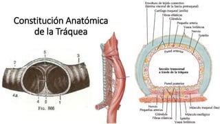 Constitución Anatómica
de la Tráquea
 