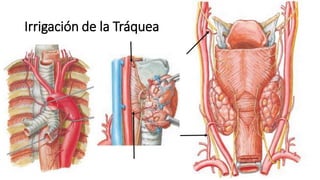 Irrigación de la Tráquea
 