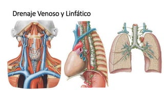 Drenaje Venoso y Linfático
 