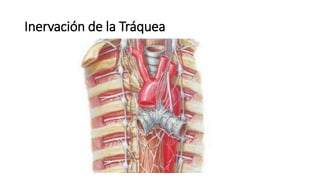 Inervación de la Tráquea
 