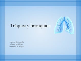 Tráquea y bronquios
Medina D. Angela
Ojeda M. Orian
Ordoñez R. Miguel
 