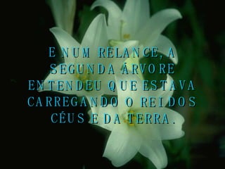 E NUM RELANCE, A SEGUNDA ÁRVORE ENTENDEU QUE ESTAVA CARREGANDO O REI DOS CÉUS E DA TERRA. 