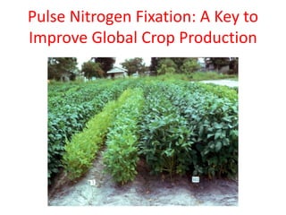 Pulse Nitrogen Fixation: A Key to
Improve Global Crop Production
 