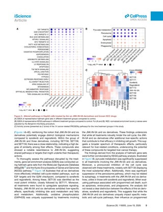 (Figures 4A–4E), reinforcing the notion that JNK-IN-5A and six
derivatives potentially engage distinct biological mechanisms
compared to sorafenib and regorafenib. Within the group of
JNK-IN-5A and three derivatives, including SET156, SET158,
and SET159, there was a close relationship, indicating a high de­
gree of similarity among their effects. These compounds also
showed a notable resemblance to JNK-IN-5A, suggesting
shared pathways or targets that might underlie their therapeutic
actions.
To thoroughly assess the pathways disrupted by the treat­
ments, gene set enrichment analysis (GSEA) was conducted us­
ing hallmark gene sets from the Molecular Signatures Database
(MSigDB)59
and the Kyoto Encyclopedia of Genes and Genomes
(KEGG) pathway.60
Figure 5A illustrates that all six derivatives
more effectively inhibited cell-cycle-related pathways, such as
E2F targets and the G2M checkpoint, compared to sorafenib
and regorafenib. Among these, SET135 was identified as the
most potent inhibitor, closely followed by SET171. Moreover,
all treatments were found to upregulate apoptosis signaling.
Notably, JNK-IN-5A and six derivatives exhibited liver-specific
effects, specifically inhibiting bile acid metabolism and fatty
acid metabolism. Additionally, oxidative phosphorylation
(OXPHOS) was uniquely suppressed by treatments involving
the JNK-IN-5A and six derivatives. These findings underscore
that while all treatments robustly hinder the cell cycle, the JNK-
IN-5A and six derivatives offer additional liver-specific actions
that contribute to their efficacy in inhibiting cell growth. This sug­
gests a broader spectrum of therapeutic effects, particularly
relevant for liver-related conditions, underscoring the potential
of these compounds for targeted liver cancer therapy.
The findings derived from the analysis of hallmark gene sets
were further corroborated by KEGG pathway analysis. Illustrated
in Figure 5B, pyruvate metabolism was significantly suppressed
in all treatments involving the JNK-IN-5A and six derivatives.
Moreover, a pronounced inhibition of the cell cycle was
observed with these treatments, notably with SET135 displaying
the most substantial effect. Additionally, there was significant
suppression of the peroxisome pathway, which may be related
to autophagy, in treatments with the JNK-IN-5A and six deriva­
tives, unlike in those with sorafenib and regorafenib. When eval­
uating pathways associated with programmed cell death, such
as apoptosis, endocytosis, and phagosome, the analysis did
not reveal a clear distinction between the effects of the six deriv­
atives, sorafenib and regorafenib. This suggests that while the
JNK-IN-5A and six derivatives uniquely impact specific meta­
bolic and cell-cycle pathways, their influence on programmed
Figure 5. Altered pathways in HepG2 cells treated by the six JNK-IN-5A derivatives and known HCC drugs
(A) GSEA of representative hallmark gene sets in different treatment groups compared to control.
(B) GSEA of representative KEGG pathways in different treatment groups compared to control. For (A) and (B), NES: normalized enrichment score; p values were
adjusted by the Benjamini-Hochberg procedure.
(C) Activity scores (presented as Z score) of the 14 cancer-related PROGENy pathways for the nine treatment groups in this study.
iScience 29, 116005, June 19, 2026 9
iScience
Article
ll
OPEN ACCESS
 