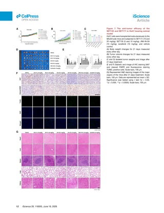 Figure 7. The anti-tumor efficacy of the
SET135 and SET171 in Huh7 bearing animal
model
Huh7 cells were transplanted subcutaneously to the
BALB/nude mice and subjected to SET171 (10 and
20 mg/kg), SET135 (5 and 10 mg/kg), JNK-IN-5A
(10 mg/kg), sorafenib (10 mg/kg), and vehicle
control.
(A) Body weight changes for 21 days measured
every other day.
(B) Tumor volume changes for 21 days measured
every other day.
(C and D) Isolated tumor weights and image after
21 days treatment.
(E and F) Statistic and image of IHC staining (ki67
and cleaved PARP) and fluorescence staining
TUNEL positive cells. Scale bars, 100 μm.
(G) Represented H&E staining images of the major
organs of the mice after 21 days treatment. Scale
bars, 100 μm. Data are represented as mean ± SD.
Significance was tested using t test (*p < 0.05,
**p < 0.005, ***p < 0.0005). Scale bars, 100 μm.
12 iScience 29, 116005, June 19, 2026
iScience
Article
ll
OPEN ACCESS
 