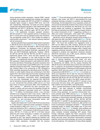 strong apoptosis protein expression, cleaved PARP, cleaved
caspase3, and cleaved caspase9 than sorafenib and regorafe­
nib. HepG2 cells treated with SET135 and SET171 exhibited a
markedly higher increase in cleaved PARP (5.45- and 5.39-
fold, respectively). Additionally, full length and active caspase
3 levels were significantly elevated in cells treated with SET135
(38.90-fold) and SET171 (39.36-fold). Active caspase3 enzy­
matic activity assay confirmed again SET135 and SET171
(Figure S1B) significantly increased caspase3 activation.
SET135 showed 0.71-fold caspase3 activity to docetaxel and
SET171 shoed same level as caspase3 activity than docetaxel.
The anti-apoptotic protein Bcl-2, which inhibits the release of
mitochondrial cytochrome,20
was reduced following treatment
with all compounds.
We also evaluated these suspected target proteins expression
of JNK-IN-5A and six derivatives (Figure 1E). All compounds re­
sulted in a relatively similar decrease in JNK1/2/3 p54 without
significance. Conversely, the expression levels of JNK1/2/3
p46 were reduced by sorafenib (0.68-fold), regorafenib (0.79-
fold), and SET171(0.89-fold) significantly. However, JNK-IN-
5A, SET135, SET156, SET158, SET159, and SET172 were not
significantly altered. STAT1, which has been reported as the
regulator of PKL expression in liver cells through the JNKs
pathway,21
was significantly reduced in all drug-treated groups.
PKL expression notably decreased in cells treated with JNK-IN-
5A and six derivatives. Interestingly, the protein expression level
of another pyruvate kinase muscle (PKM) isoform has not been
affected compared to that of PKL. These findings suggest a spe­
cific inhibitory effect of the compounds on PKL compared to
PKM, potentially decreasing the side effects led by the PKM in­
hibition on other healthy tissues and contributing to their MoA
against HCC. We further measured the protein expression levels
of the activated form of JNKs, phosphorylated JNKs (p-JNKs),
and their downstream transcription factor phosphorylated
c-Jun (p-c-Jun). Interestingly, we observed that JNK-IN-5A
and its derivatives showed significantly increased p-JNKs and
p-c-Jun. Compounds that activate p-JNKs and p-c-Jun have
been shown to have an anti-cancer effect, which facilitates the
TNF-α pathway.22,23
JNK-IN-5A has been previously docu­
mented to induce cell-cycle arrest and apoptosis through the
p53 and p21 pathways in pancreatic cancer and T cell leuke­
mia.24,25
In addition, its downstream protein, c-Jun, has been
identified as an antagonist of p53 in liver cancer.26
With this in
mind, we performed cellular thermal shift assay (CETSA) to find
out binding affinity to JNKs and observed nuclear translocated
p-JNKs, c-Jun, and anti-cancer transcription factors, p53,
c-Myc, and p21 (Figures 1F and 1G).
HepG2 cells treated with 10 μM of JNK-IN-5A and derivatives
for 2 days showed a significant protein expression increase in
nuclear-localized p-JNKs and c-Jun (Figure 1F). Nuclear p53,
which also showed as TNF-α, induced an increase in apoptotic
transcription factor23
with treatment of JNK-IN-5a and six deriv­
atives. SET135 (11.14-fold) and SET171 (7.87-fold) induced
distinctive p53 nuclear localization. In addition, the expression
of the proto-oncogene c-Myc,27
which is transcriptionally
repressed by p53, was reduced following the treatment with
these six derivatives. Sorafenib and regorafenib also decreased
nuclear c-Myc expression, consistent with the previous
studies.28,29
The six derivatives and JNK-IN-5A also significantly
reduced c-Myc levels, with SET171 demonstrating the most
substantial decrease compared to sorafenib and regorafenib.
Interestingly, the p53-dependent tumor suppressor protein p21
was found to be specifically localized in the nucleus in the groups
treated with the six derivatives and JNK-IN-5A, but not in the
groups treated with sorafenib or regorafenib. This indicates
that these six derivatives and JNK-IN-5A may uniquely influence
the nuclear translocation of p21,30
suggesting a binding to p-
JNKs and nuclear translocation, which leads TNF-α pathway
from the other therapies with sorafenib and regorafenib.
JNK-IN-5A and six derivatives showed strong binding to p-
JNK rather than JNK1 and JNK2 in HepG2 cells (Figure 1G). Sor­
afenib has been reported to regulate p-JNK via interaction with
JNKs.31
We found that sorafenib and regorafenib binds to
JNK1 but not JNK2 and p-JNK. However, CETSA and nuclear
translocation analyses indicate that JNK-IN-5A and its deriva­
tives preferentially stabilize and engage p-JNK in HepG2 cells,
suggesting enhanced interaction with the activated JNK pool
compared to sorafenib and regorafenib. Interaction between
JNK-IN-5A derivatives and p-JNK provide additional insight
into their potential for HCC treatment.
The p53 tumor suppressor protein is widely recognized for its
roles in inducing apoptosis, cell-cycle arrest, and auto­
phagy.32–35
Studies suggest that both p53 and p21 are crucial
for maintaining cell viability, with IC50 assays indicating that
JNK-IN-5A and six derivatives exert a robust cell-cycle arrest ef­
fect. To verify this, we conducted PI fluorescence-activated cell
sorting (FACS) analysis. PI staining and FACS analysis confirmed
significant G2/M cell-cycle arrest in cells treated with the six
compounds and JNK-IN-5A (Figure 1H; Table 1). In contrast, sor­
afenib and regorafenib did not alter the cell-cycle distribution
significantly compared to the control group. Histogram plots re­
vealed that JNK-IN-5A, SET156, SET158, SET159, and SET172
maintained 20%–30% of cells in the G0/G1 phase and 60%–
70% in the G2/M phase. SET135 and SET171 induced a more
pronounced cell-cycle arrest, with approximately 5%–6% of
cells in G0/G1 and around 89% in the G2/M phase.
Bcl-2, a protein downstream of JNKs involved in the apoptotic
pathway,36
has been reported to facilitate mitochondrial
apoptosis when phosphorylated.24
To assess mitochondrial
function during apoptosis, we examined mitochondrial mem­
brane potential using TMRE staining (Figure 1I). HepG2 cells
treated with 10 μM of sorafenib and regorafenib for 1 day showed
a decrease in mitochondrial membrane potential, as previously
reported.37
Similarly, JNK-IN-5A, SET135, SET156, SET158,
SET159, SET171, and SET172 also significantly decreased mito­
chondrial membrane potential. Furthermore, JNK and Bcl-2 are
known to participate in autophagic cell death.38,39
We performed
autophagy assays on HepG2 cells treated with 10 μM of the
compounds for 1 day (Figure 1J). Notably, while sorafenib and
regorafenib did not induce autophagy, JNK-IN-5A and six deriv­
atives markedly increased autophagy GFP signals. These
findings collectively suggest that these compounds induce
apoptotic cell death through a multifaceted mechanism involving
strong cell-cycle arrest, diminished mitochondrial membrane
potential, and pronounced autophagy, all of which are mediated
via the p53 pathway. The implications of these effects highlight
4 iScience 29, 116005, June 19, 2026
iScience
Article
ll
OPEN ACCESS
 