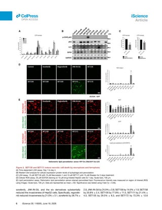 sorafenib, JNK-IN-5A, and the six derivatives substantially
reduced the invasiveness of HepG2 cells. Specifically, regorafe­
nib reduced invasiveness by 21.0% ± 3.1, sorafenib by 28.7% ±
2.9, JNK-IN-5A by 24.9% ± 3.8, SET156 by 14.0% ± 1.9, SET158
by 20.8% ± 2.4, SET159 by 77.8% ± 11.5, SET171 by 21.4% ±
4.3, SET135 by 29.5% ± 8.3, and SET172 by 72.3% ± 12.6
Figure 2. SET135 and SET171 induce necrotic cell death by necroptosis and ferroptosis
(A) Time-dependent LDH assay. Day 1 to day 4.
(B) Western blot analysis for cellular expression protein levels of autophage and peroxidation.
(C) LDH assay. 10 μM SET135 with 10 μM Necrostatin-1 and 10 μM SET171 with 10 μM Ebselen for 2 days treatment.
(D) Cellular ROS assay. 20 μM DCFDA staining on 10 μM drug-treated HepG2 cells for 1 day. Scale bars, 100 μm.
(E) Lipid peroxidation assay. Ratiometric lipid peroxidation sensor-stained peroxidised lipid. Fluorescence intensity was measured on region of interest (ROI)
using ImageJ. Scale bars, 100 μm. Data are represented as mean ± SD. Significance was tested using t test (*p < 0.05).
6 iScience 29, 116005, June 19, 2026
iScience
Article
ll
OPEN ACCESS
 