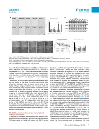 (Figure 3A). Western blot analysis revealed that sorafenib, regor­
afenib, JNK-IN-5A, and the six derivatives led to a decrease in
MMP9 levels (Figure 3B), a matrix metalloproteinase implicated
in cancer invasion and metastasis. Furthermore, the expression
levels of proteins involved in cancer cell migration and motility,
such as α-tubulin53–55
and β-actin,56,57
were significantly
reduced.
Additionally, a wound-healing assay was performed to eval­
uate the effects of the drugs on cancer cell motility. After
achieving a confluent state, a wound was created in the
HepG2 cell layer using a pipette tip, and the wound width was
measured through image analysis until the control HepG2 cells
closed the wounded area by day 4 (Figure 3C). The results
showed that all tested compounds delayed wound healing
compared to untreated HepG2 cells, which achieved 100%
wound closure by day 4. Specifically, regorafenib delayed
wound healing by 44.8% ± 17.4, sorafenib by 35.0% ± 9.9,
JNK-IN-5A by 32.7% ± 10.4, SET156 by 26.2% ± 15.3,
SET158 by 39.5% ± 6.1, SET159 by 35.5% ± 2.6, SET171 by
36.4% ± 14.0, SET135 by 31.2% ± 9.4, and SET172 by
60.7% ± 5.0. These findings suggest that the tested drugs effec­
tively impair the invasiveness and motility of HepG2 cells, high­
lighting their potential as therapeutic agents in limiting HCC pro­
gression and metastasis.
JNK-IN-5A derivatives show unique transcriptional
profiles in HepG2 cells
To elucidate the changes in gene expression and biological path­
ways induced by drug treatment, we conducted RNA sequencing
(RNA-seq) analysis on HepG2 cells treated with JNK-IN-5A, six
derivatives, sorafenib and regorafenib. The analysis revealed
distinct transcriptional profiles for each treatment group
compared to the control, as shown in Figure 4A. Notably, the tran­
scriptional responses to sorafenib and regorafenib were more
similar to each other than to the responses elicited by the six de­
rivatives and JNK-IN-5A. This suggests that JNK-IN-5A and six
derivatives may activate different mechanistic pathways from
those targeted by sorafenib and regorafenib. Among the JNK-
IN-5A derivatives, SET172 displayed the closest transcriptional
similarity to JNK-IN-5A. SET156, SET158, and SET159 clustered
closely together, indicating similar transcriptional changes, while
SET135 and SET171 constituted another distinct group.
In terms of differentially expressed genes (DEGs), sorafenib
and regorafenib induced a smaller number of DEGs compared
to the other treatments. In contrast, SET135 and SET171 ex­
hibited a moderate number of DEGs, highlighting their potential
for inducing significant transcriptional changes (Figures 4B and
S2). Gene ontology (GO) analysis and gene set overrepresenta­
tion analysis (GSOA) of the DEGs revealed a significant associa­
tion with cell-cycle regulation. Specifically, downregulated DEGs
by SET135 and SET171 were closely linked to cell-cycle pro­
cesses, with SET135 showing a more pronounced effect than
SET171 and the other four derivatives (Figures 4C and S3).
This RNA-seq analysis underscores the unique impacts of
JNK-IN-5A and six derivatives on HepG2 cells, particularly in
modulating cell-cycle-related genes, and distinguishes their ef­
fects from those of sorafenib and regorafenib, suggesting a
MoA for these compounds in HCC treatment.
Hierarchical clustering analysis of gene expression profiles re­
vealed that the compounds could be categorized into three
Figure 3. Six JNK-IN-5A derivatives inhibits cancer cell invasion and motility
(A) Invasion assay. Cells were treated at 1 μM of each drug and observed after 24 h invasion assay. Scale bars, 100 μm.
(B) Cell invasion and migration involved proteins western blot analysis of whole lysate.
(C) Wound healing assay. Cancer cell motility was measured for 4 days with 1 μM of each drugs-treated HepG2 cells. Scale bars, 100 μm. Data are represented as
mean ± SD. Significance was tested using t test (*p < 0.05).
iScience 29, 116005, June 19, 2026 7
iScience
Article
ll
OPEN ACCESS
 