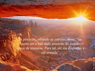 A primeira, olhando as estrelas, disse: “eu quero ser o baú mais precioso do mundo, cheio de tesouros. Para tal, até me disponho a ser cortada”. 
