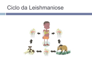 Ciclo da Leishmaniose
 