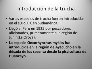 Introducción de la trucha
• Varias especies de trucha fueron introducidas
en el siglo XIX en Sudamérica.
• Llegó al Perú en 1925 por pescadores
aficionados, primeramente a la región de
Junín(La Oroya).
• La especie Oncorhynchus mykiss fue
introducida en la región de Ayacucho en la
década de los sesenta desde la piscicultura de
Huancayo.

 