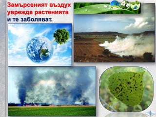 Замърсеният въздух
уврежда растенията
и те заболяват.
 