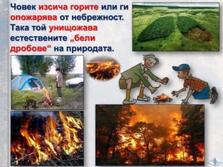 Човек изсича горите или ги
опожарява от небрежност.
Така той унищожава
естествените „бели
дробове“ на природата.
 