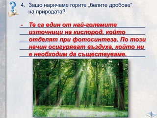4. Защо наричаме горите „белите дробове“
на природата?
_____________________________________
_____________________________________
_____________________________________
_____________________________________
_____________________________________
- Те са един от най-големите
източници на кислород, който
отделят при фотосинтеза. По този
начин осигуряват въздуха, който ни
е необходим да съществуваме.
 