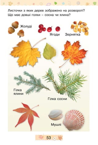 53
Ягоди
Листочки з яких дерев зображено на розво­роті?
Що має довші голки – сосна чи ялина?
Гілка
ялини
Гілка сосни
Ягоди Зернятка
Мушлі
Жолуді
 