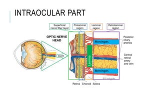 INTRAOCULAR PART
Lamina
Cribrosa
Meninges
Meninges
 