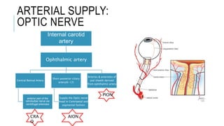 ARTERIAL SUPPLY:
OPTIC NERVE
Internal carotid
artery
Ophthalmic artery
Central Retinal Artery
anterior part of the
retrobulbar nerve via
centrifugal arterioles
Short posterior ciliary
artery(6-12)
Supply the Optic nerve
head in Centripetal and
segmental fashion
Arteries & arterioles of
pial sheeth derived
from ophthalmic artery
PION
CRA
O
AION
 