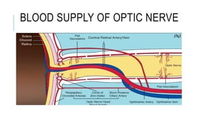 BLOOD SUPPLY OF OPTIC NERVE
 