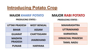 Introducing Potato Crop
MAJOR KHARIF POTATO
PRODUCING STATES -
MAJOR RABI POTATO
PRODUCING STATES -
UTTAR PRADESH WEST BENGAL
BIHAR ASSAM
GUJARAT CHATTISGARH
MADHYA
PRADESH
JHARKHAND
PUNJAB HARYANA
MAHARASHTRA
UTTRAKHAND
KARNATAKA
HIMACHAL PRADESH
TAMIL NADU
 