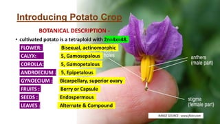 Introducing Potato Crop
BOTANICAL DESCRIPTION -
• cultivated potato is a tetraploid with 2n=4x=48.
• FLOWER: Bisexual, actinomorphic
• CALYX: 5, Gamosepalous
• COROLLA: 5, Gamopetalous
• ANDROECIUM : 5, Epipetalous
• GYNOECIUM : Bicarpellary, superior ovary
• FRUITS : Berry or Capsule
• SEEDS : Endospermous
• LEAVES : Alternate & Compound
IMAGE SOURCE : www.flickr.com
 