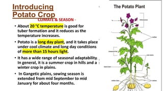 CLIMATE & SEASON -
• About 20 °C temperature is good for
tuber formation and it reduces as the
temperature increases.
• Potato is a long day plant, and it takes place
under cool climate and long day conditions
of more than 15 hours light.
• It has a wide range of seasonal adaptability.
In general, it is a summer crop in hills and a
winter crop in plains.
• In Gangetic plains, sowing season is
extended from mid September to mid
January for about four months.
Introducing
Potato Crop
 