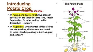 CLIMATE & SEASON -
• In Punjab and Western UP, two crops in
succession are taken in same land, first in
September- October and second in
December —January.
• In Nilgiri hills, when winter temperatures
are not too low, three crops are raised
in succession by planting in April, August
and January.
Introducing
Potato Crop
 