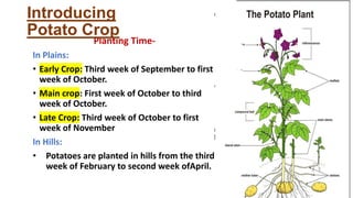 Planting Time-
In Plains:
• Early Crop: Third week of September to first
week of October.
• Main crop: First week of October to third
week of October.
• Late Crop: Third week of October to first
week of November
In Hills:
• Potatoes are planted in hills from the third
week of February to second week ofApril.
Introducing
Potato Crop
 