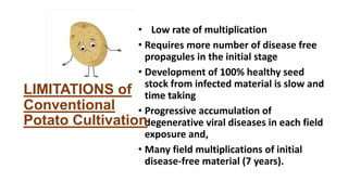 • Low rate of multiplication
• Requires more number of disease free
propagules in the initial stage
• Development of 100% healthy seed
stock from infected material is slow and
time taking
• Progressive accumulation of
degenerative viral diseases in each field
exposure and,
• Many field multiplications of initial
disease-free material (7 years).
LIMITATIONS of
Conventional
Potato Cultivation
 