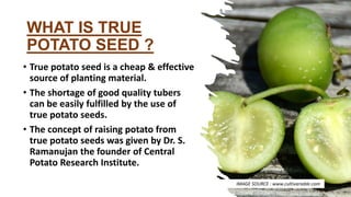 WHAT IS TRUE
POTATO SEED ?
• True potato seed is a cheap & effective
source of planting material.
• The shortage of good quality tubers
can be easily fulfilled by the use of
true potato seeds.
• The concept of raising potato from
true potato seeds was given by Dr. S.
Ramanujan the founder of Central
Potato Research Institute.
IMAGE SOURCE : www.cultivariable.com
 
