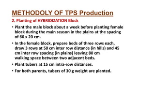 METHODOLY OF TPS Production
2. Planting of HYBRIDIZATION Block
• Plant the male block about a week before planting female
block during the main season in the plains at the spacing
of 60 x 20 cm.
• In the female block, prepare beds of three rows each,
draw 3 rows at 50 cm inter row distance (in hills) and 45
cm inter row spacing (in plains) leaving 80 cm
walking space between two adjacent beds.
• Plant tubers at 15 cm intra-row distances.
• For both parents, tubers of 30 g weight are planted.
 