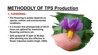 METHODOLY OF TPS Production
3. FLOWERING -
• The flowering in potato depends on
species, cultivar and environmental
conditions.
• It is known that photoperiods of 18-19
hours are optimal for maximizing
flowering and berry set.
• GA3 sprayed @ 75 ppm at 40 days
after planting was also effective in
flower induction (Lallan Singh, 1993).
 