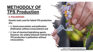 METHODOLY OF
TPS Production
4. POLLINATION :
Genetic tools used for hybrid TPS production
are;
• 1. Hand emasculation and pollination
(Pollination without emasculation) and
• 2. Use of chemical hybridizing agents.
However, the widely followed method for
TPS production is pollination without
emasculation.
IMAGE SOURCE : www.cultivariable.com
 