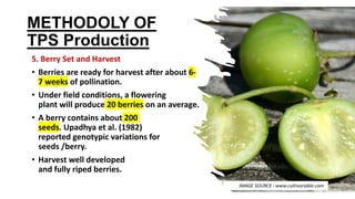 METHODOLY OF
TPS Production
5. Berry Set and Harvest
• Berries are ready for harvest after about 6-
7 weeks of pollination.
• Under field conditions, a flowering
plant will produce 20 berries on an average.
• A berry contains about 200
seeds. Upadhya et al. (1982)
reported genotypic variations for
seeds /berry.
• Harvest well developed
and fully riped berries.
IMAGE SOURCE : www.cultivariable.com
 