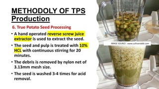METHODOLY OF TPS
Production
6. True Potato Seed Processing
• A hand operated reverse screw juice
extractor is used to extract the seed.
• The seed and pulp is treated with 10%
HCL with continuous stirring for 20
minutes.
• The debris is removed by nylon net of
3.13mm mesh size.
• The seed is washed 3-4 times for acid
removal.
IMAGE SOURCE : www.cultivariable.com
 