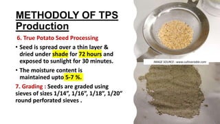METHODOLY OF TPS
Production
6. True Potato Seed Processing
• Seed is spread over a thin layer &
dried under shade for 72 hours and
exposed to sunlight for 30 minutes.
• The moisture content is
maintained upto 5-7 %.
7. Grading : Seeds are graded using
sieves of sizes 1/14”, 1/16”, 1/18”, 1/20”
round perforated sieves .
IMAGE SOURCE : www.cultivariable.com
 