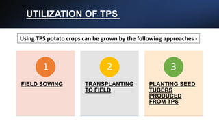 UTILIZATION OF TPS
FIELD SOWING
1
TRANSPLANTING
TO FIELD
2
PLANTING SEED
TUBERS
PRODUCED
FROM TPS
3
Using TPS potato crops can be grown by the following approaches -
 