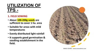UTILIZATION OF
TPS -
1. FIELD SOWING
• About 100-200g seeds are
sufficient to cover 1 ha. area
• Suitable for areas with mild
temperatures
• Evenly distributed light rainfall
• It supports good germination &
seedling establishment in the
field.
IMAGE SOURCE : www.sciencedirect.com
 