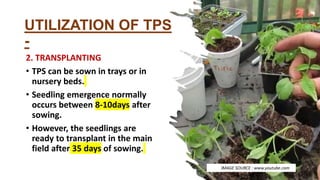 UTILIZATION OF TPS
-
2. TRANSPLANTING
• TPS can be sown in trays or in
nursery beds.
• Seedling emergence normally
occurs between 8-10days after
sowing.
• However, the seedlings are
ready to transplant in the main
field after 35 days of sowing.
IMAGE SOURCE : www.youtube.com
 
