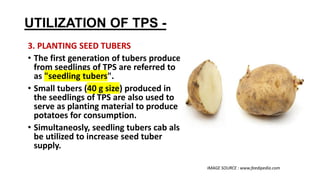 UTILIZATION OF TPS -
3. PLANTING SEED TUBERS
• The first generation of tubers produced
from seedlings of TPS are referred to
as "seedling tubers".
• Small tubers (40 g size) produced in
the seedlings of TPS are also used to
serve as planting material to produce
potatoes for consumption.
• Simultaneosly, seedling tubers cab also
be utilized to increase seed tuber
supply.
IMAGE SOURCE : www.feedipedia.com
 