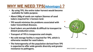 WHY WE NEED TPS(Advantages) ?
• By using TPS, the entire tuber harvest would become
available for table purpose.
• About 200g of seeds can replace 2tonnes of seed
tubers required for 1 hectare land.
• TPS would minimize the problems associated with
tuber transmitted diseases.
• Seed tubers are perishable & difficult to transport to
distant production areas.
• Transport of TPS is inexpensive and simple.
• No cold storage facility is required for TPS, which is
otherwise needed for seed tubers.
• The heterogeneity of the population derived from TPS
is expected to offer wide genetic diversity and greater
resistance to pathogens. IMAGE SOURCE : www.vecteezy.com
 