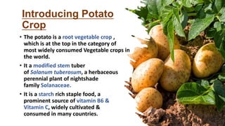 • The potato is a root vegetable crop ,
which is at the top in the category of
most widely consumed Vegetable crops in
the world.
• It a modified stem tuber
of Solanum tuberosum, a herbaceous
perennial plant of nightshade
family Solanaceae.
• It is a starch rich staple food, a
prominent source of vitamin B6 &
Vitamin C, widely cultivated &
consumed in many countries.
Introducing Potato
Crop
 